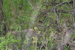 Cistothorus palustris