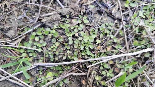 Leptostigma setulosum, photograph 4