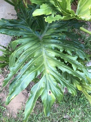 Thaumatophyllum bipinnatifidum