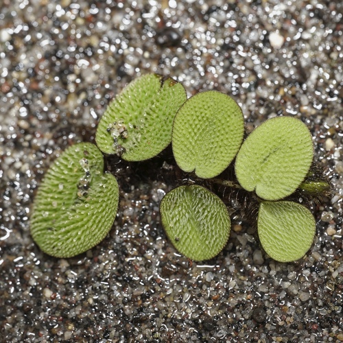 Salvinia minima, photograph 1