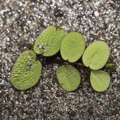 Salvinia minima, photograph (c) Matteo Cassella, some rights reserved (CC BY-SA)