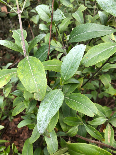 Ageratina glabrata observed 2026-07-30