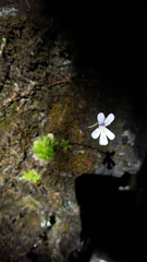 Pinguicula esseriana