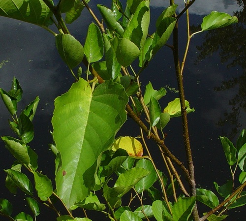 Alnus × elliptica