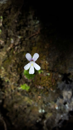 Pinguicula esseriana