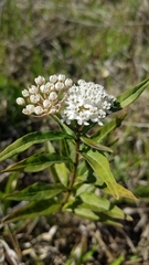 Asclepias perennis image