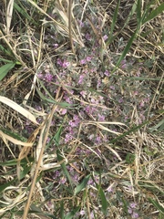 Astragalus tridactylicus