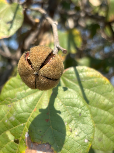 chewing gum tree