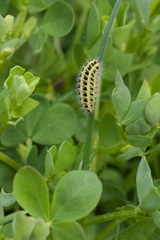 Zygaena filipendulae