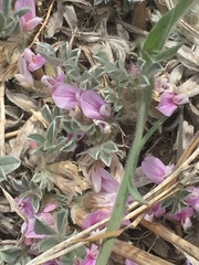 Astragalus tridactylicus