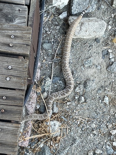 iNaturalist observation photo of Red Diamond Rattlesnake