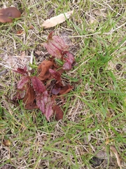 Iresine diffusa herbstii