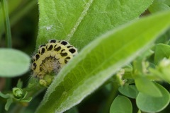 Zygaena filipendulae