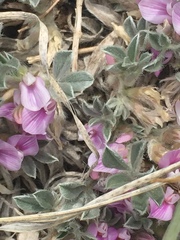 Astragalus tridactylicus