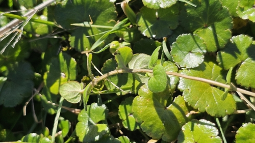 Mentha cunninghamii, photograph 6