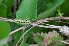 Zygaena filipendulae