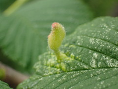 Tetraneura