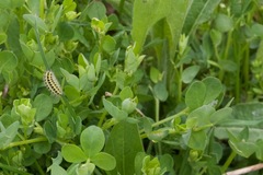 Zygaena filipendulae
