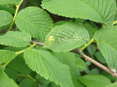 Tetraneura
