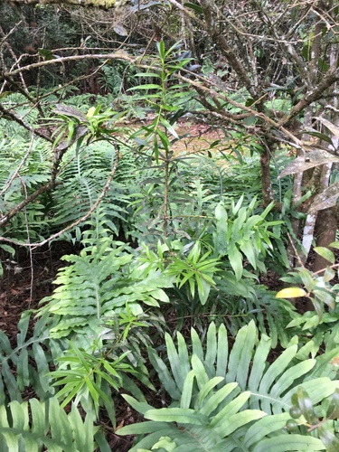 Podocarpus costaricensis image