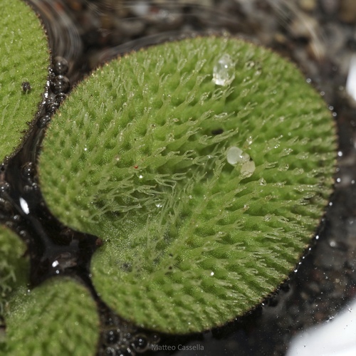 Salvinia minima, photograph 2