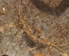Caprella alaskana image