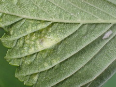 Tetraneura