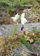 Linaria repens