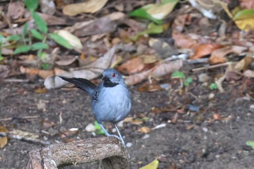 Slender Antbird (Rhopornis ardesiacus), photo 10