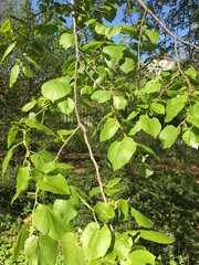Tilia × europaea