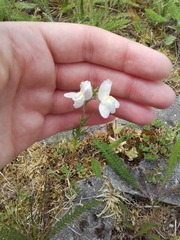 Linaria repens