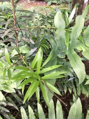 Podocarpus costaricensis