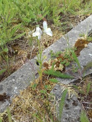 Linaria repens