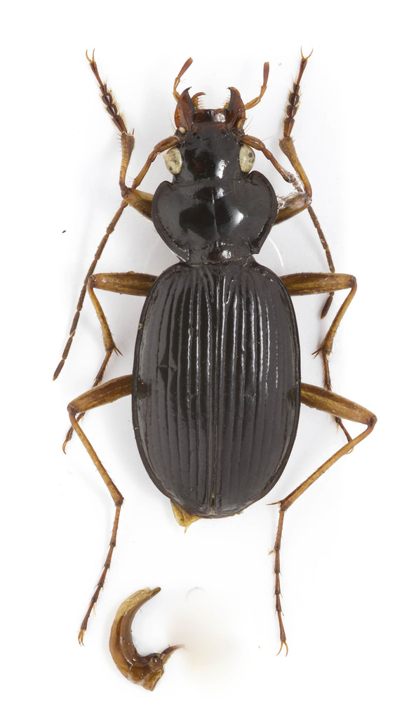 Pale-legged Gazelle Beetle