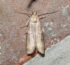 Euzophera ostricolorella