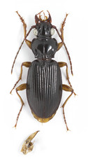 Patrobus longicornis