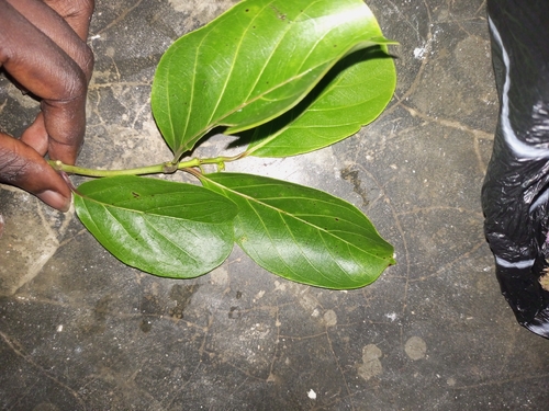 African peach