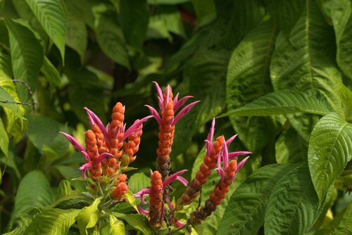 Aphelandra sinclairiana