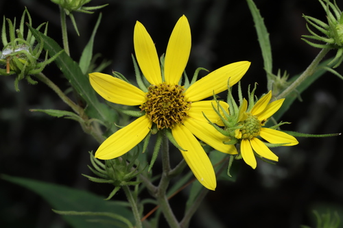 Helianthus resinosus