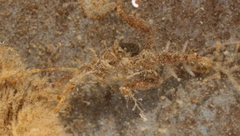 Caprella alaskana