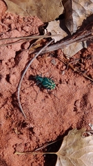 Cicindela tranquebarica parallelonota