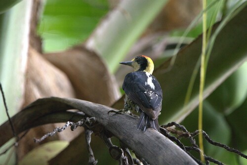 Golden-naped Woodpecker (Melanerpes chrysauchen), photo 7
