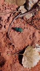 Cicindela tranquebarica parallelonota