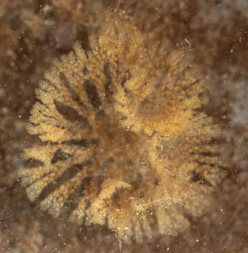 Bugula pacifica