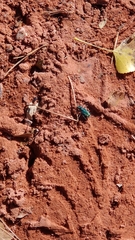 Cicindela tranquebarica parallelonota