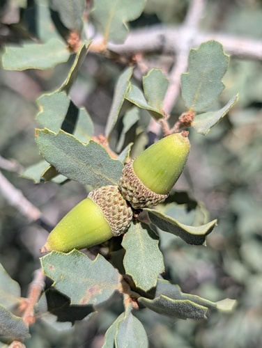 Quercus john-tuckeri