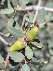 Quercus john-tuckeri