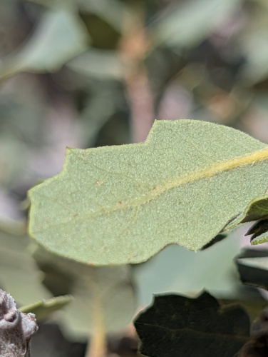 Quercus john-tuckeri, photograph 4