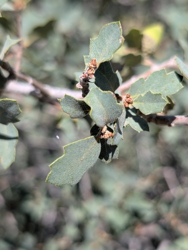 Quercus john-tuckeri, photograph 3