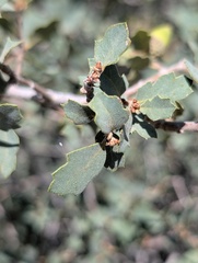 (c) Trevor Van Loon, some rights reserved (CC BY) Quercus john-tuckeri, photograph (c) Trevor Van Loon, some rights reserved (CC BY)